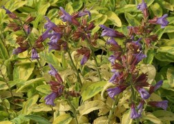 Salvia officinalis Goldblatt / Aranytarka lombú orvosi zsálya